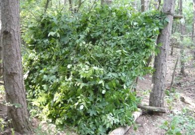 Természetes menedék – Féltetős menedék és a Willow bed
