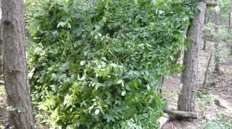 Természetes menedék – Féltetős menedék és a Willow bed
